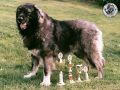 028_ataman.jpg
