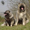 241.jpg
