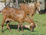 087_fidorka.jpg