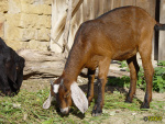 094_4m.jpg