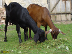 097_haslerka.jpg
