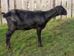 099_haslerka.jpg