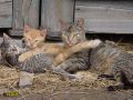 135.jpg