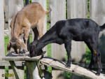 Filename=053.jpg
Filesize=90KB
Dimensions=600x450
Date added=May 29, 2013 053.jpg