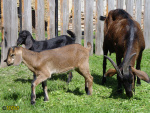 Filename=063.jpg
Filesize=114KB
Dimensions=600x450
Date added=May 29, 2013 063.jpg