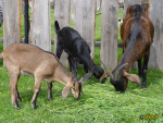 Filename=067.jpg
Filesize=108KB
Dimensions=600x450
Date added=Jun 12, 2013 067.jpg