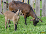 Filename=068.jpg
Filesize=113KB
Dimensions=600x450
Date added=Jun 12, 2013 068.jpg