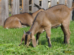Filename=074.jpg
Filesize=114KB
Dimensions=600x450
Date added=Jun 12, 2013 074.jpg