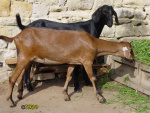 154.jpg