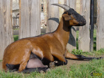 122_blaza.jpg