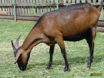 124_blaza.jpg