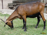 125_blaza.jpg