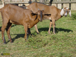 Filename=098.jpg
Filesize=122KB
Dimensions=600x450
Date added=Sep 26, 2015 098.jpg