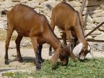 114.jpg