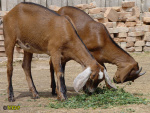 118.jpg