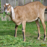 158.jpg