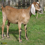 159.jpg