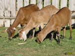 175.jpg