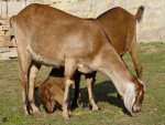 196.jpg