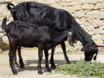 153.jpg