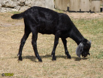 163.jpg