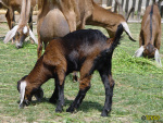 098.jpg