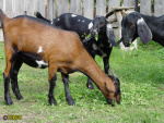 164.jpg