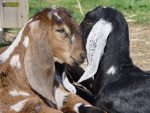 130_5t.jpg