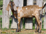 Filename=374_4m.jpg
Filesize=104KB
Dimensions=600x450
Date added=Feb 24, 2020 374_4m.jpg