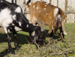 466_6m.jpg