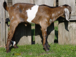 Filename=051_1m.jpg
Filesize=99KB
Dimensions=600x450
Date added=Jun 09, 2019 051_1m.jpg