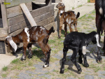 Filename=036_8d.jpg
Filesize=101KB
Dimensions=600x450
Date added=May 04, 2019 036_8d.jpg