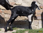 Filename=038_9d.jpg
Filesize=98KB
Dimensions=600x450
Date added=May 04, 2019 038_9d.jpg