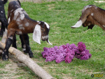 Filename=118_23d.jpg
Filesize=120KB
Dimensions=600x450
Date added=Mar 09, 2020 118_23d.jpg