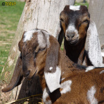 Filename=216_5t.jpg
Filesize=89KB
Dimensions=500x500
Date added=Mar 11, 2020 216_5t.jpg