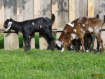 Filename=230_5t.jpg
Filesize=106KB
Dimensions=600x450
Date added=Mar 11, 2020 230_5t.jpg