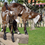 Filename=231_5t.jpg
Filesize=97KB
Dimensions=500x500
Date added=Mar 11, 2020 231_5t.jpg