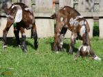238_5t.jpg