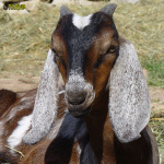 Filename=383_9t.jpg
Filesize=80KB
Dimensions=500x500
Date added=Mar 11, 2020 383_9t.jpg
