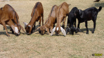 Filename=065.jpg
Filesize=114KB
Dimensions=700x394
Date added=Jan 14, 2016 065.jpg