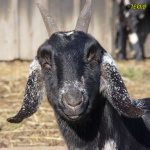 Filename=052_2.jpg
Filesize=65KB
Dimensions=500x500
Date added=Mar 09, 2019 052_2.jpg
