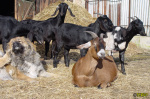 Filename=067_2.jpg
Filesize=129KB
Dimensions=700x462
Date added=Mar 09, 2019 067_2.jpg