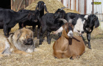 Filename=068_2.jpg
Filesize=123KB
Dimensions=700x450
Date added=Mar 09, 2019 068_2.jpg