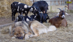 Filename=069_2.jpg
Filesize=113KB
Dimensions=700x412
Date added=Mar 09, 2019 069_2.jpg