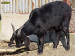 Filename=079_2.jpg
Filesize=85KB
Dimensions=600x450
Date added=Mar 09, 2019 079_2.jpg