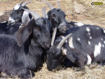 Filename=118_3.jpg
Filesize=108KB
Dimensions=600x450
Date added=Mar 09, 2019 118_3.jpg