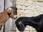 Filename=125_3.jpg
Filesize=72KB
Dimensions=600x450
Date added=Mar 09, 2019 125_3.jpg