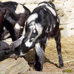 Filename=128_3.jpg
Filesize=93KB
Dimensions=500x500
Date added=Mar 09, 2019 128_3.jpg