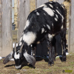 Filename=129_3.jpg
Filesize=84KB
Dimensions=500x500
Date added=Mar 09, 2019 129_3.jpg