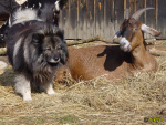 Filename=173_3.jpg
Filesize=109KB
Dimensions=600x450
Date added=Mar 09, 2019 173_3.jpg